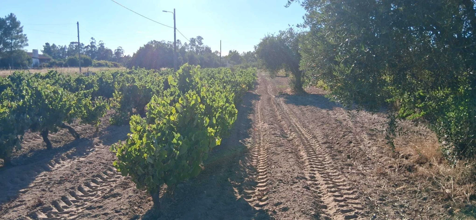 Terreno para Venda em Glória do Ribatejo e Granho Foto 9