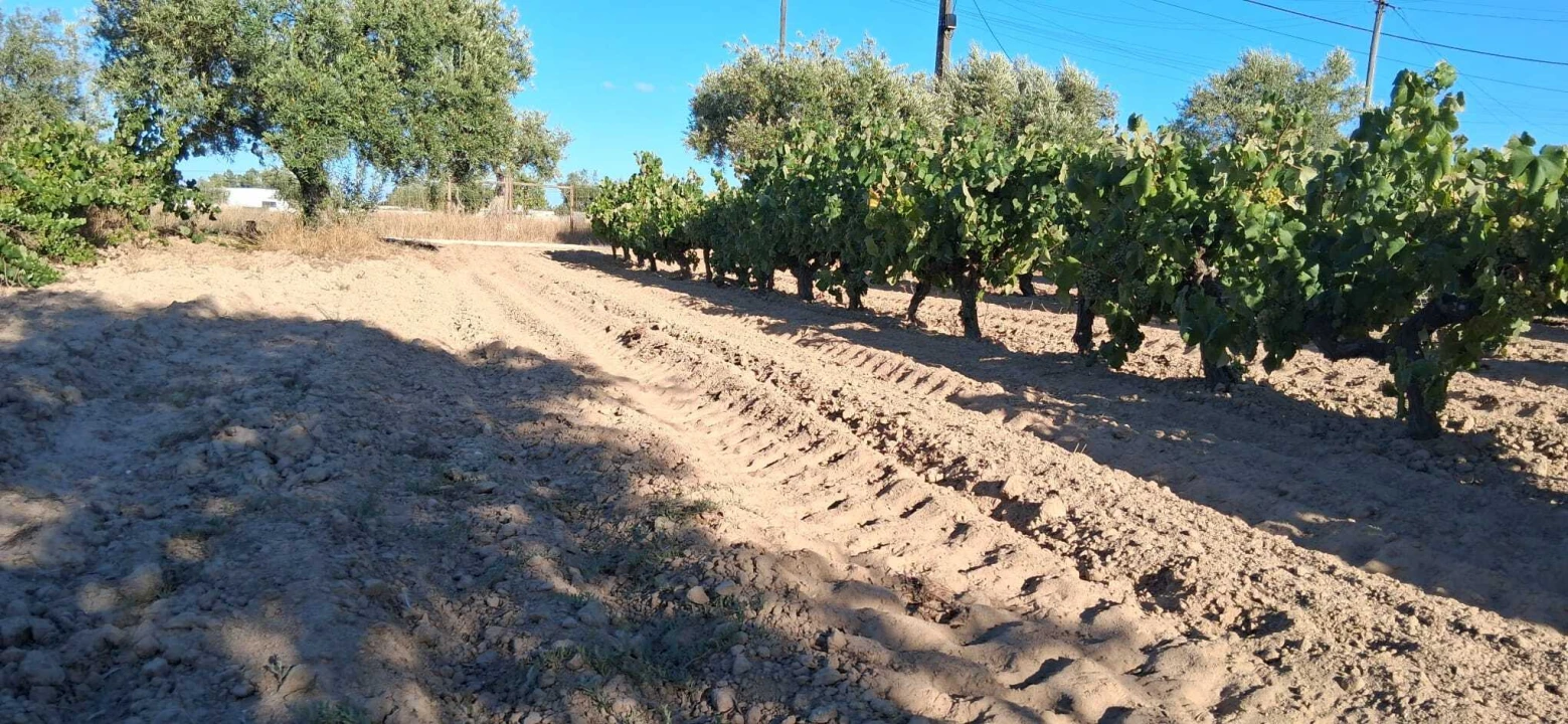 Terreno para Venda em Glória do Ribatejo e Granho Foto 5