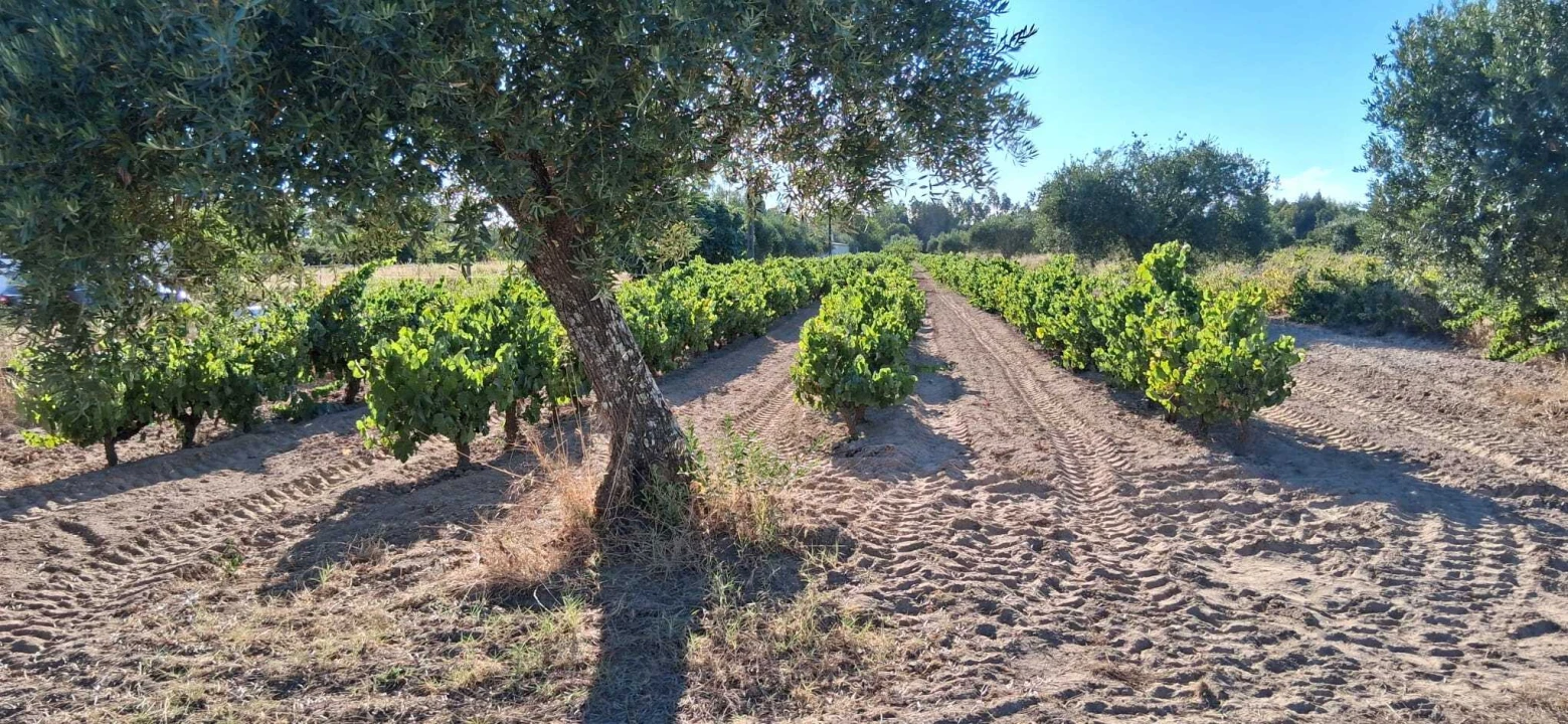 Terreno para Venda em Glória do Ribatejo e Granho Foto 10