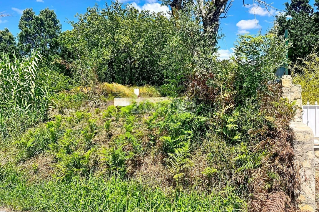 Terreno para Venda em São Martinho de Árvore e Lamarosa Foto 14