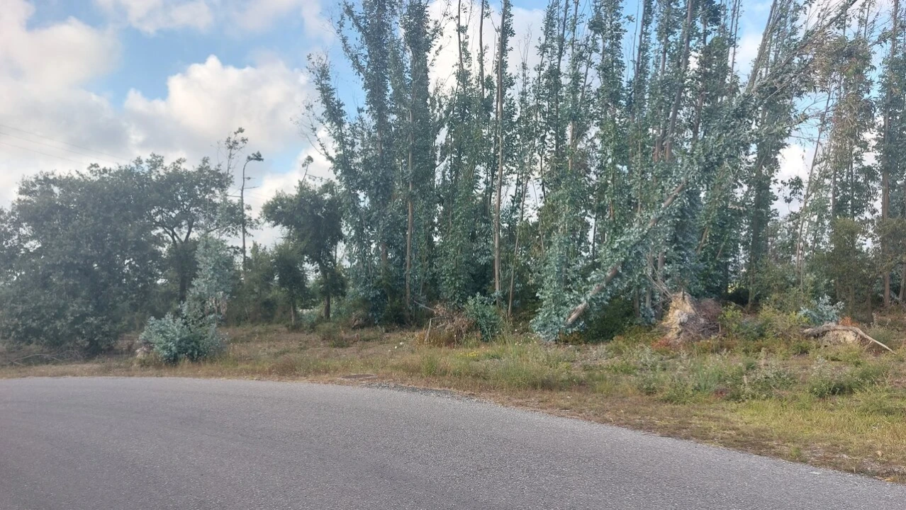 Terreno para Venda em Monte Real e Carvide Foto 13
