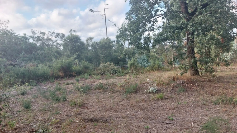 Terreno para Venda em Monte Real e Carvide Foto 23
