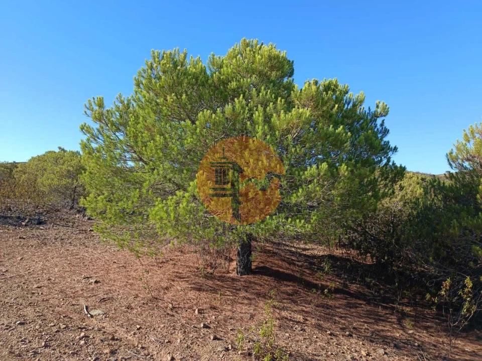 Negócio para Venda em Vaqueiros Foto 10