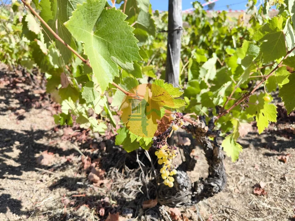 Terreno para Venda em Azinhal Foto 3