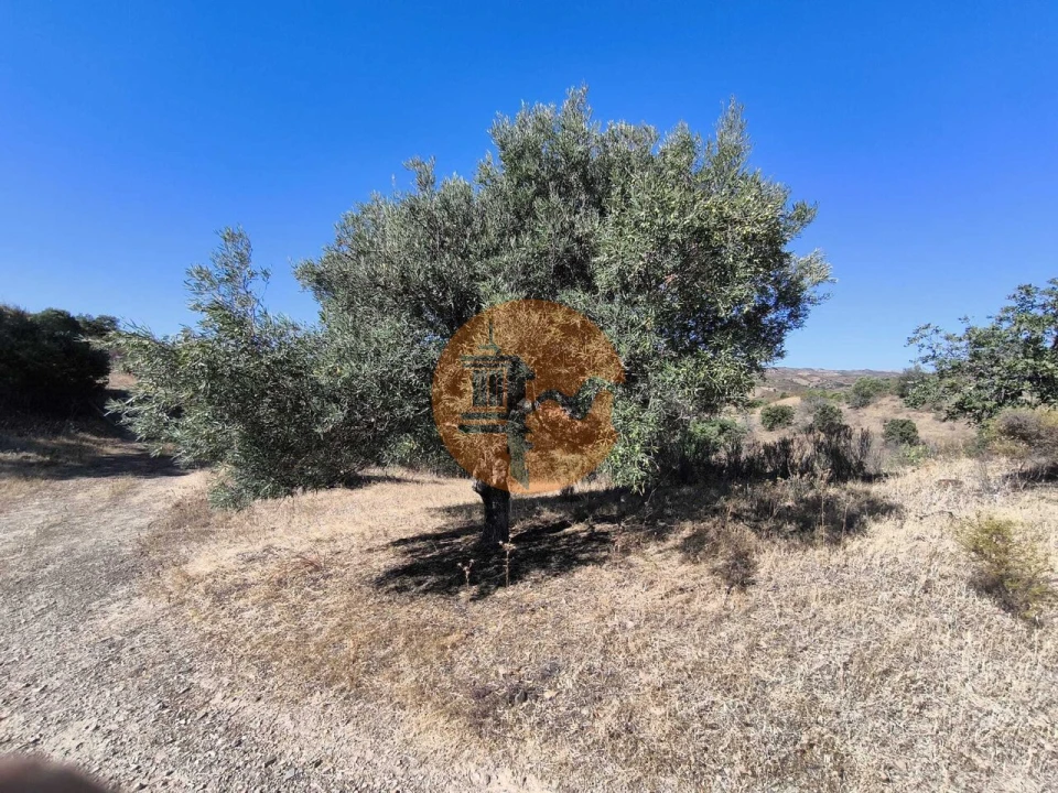Terreno para Venda em Azinhal Foto 4