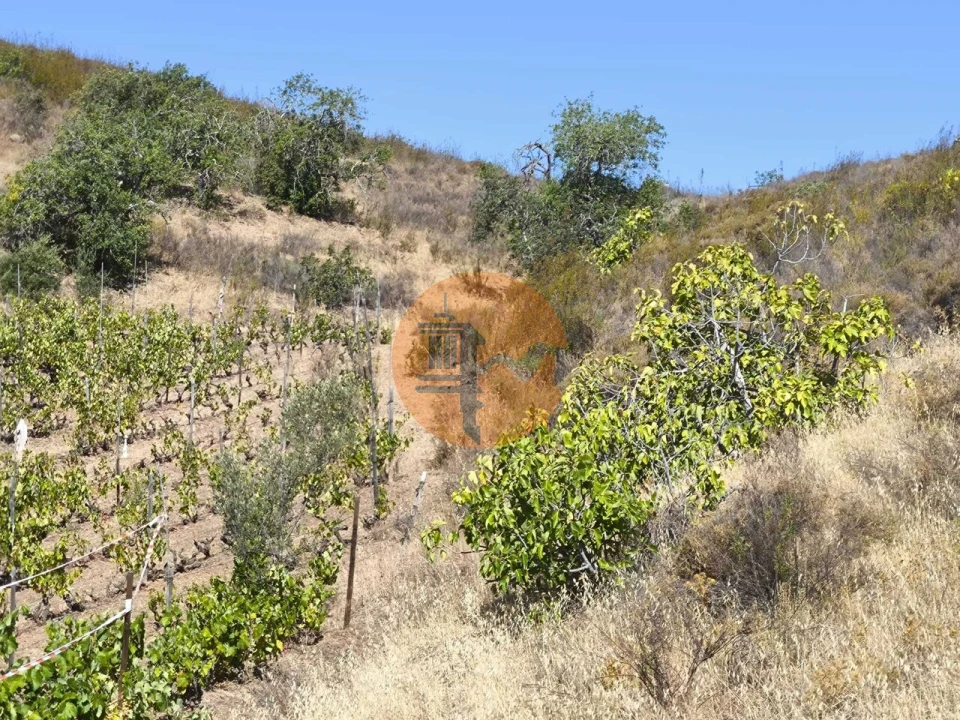 Terreno para Venda em Azinhal Foto 16