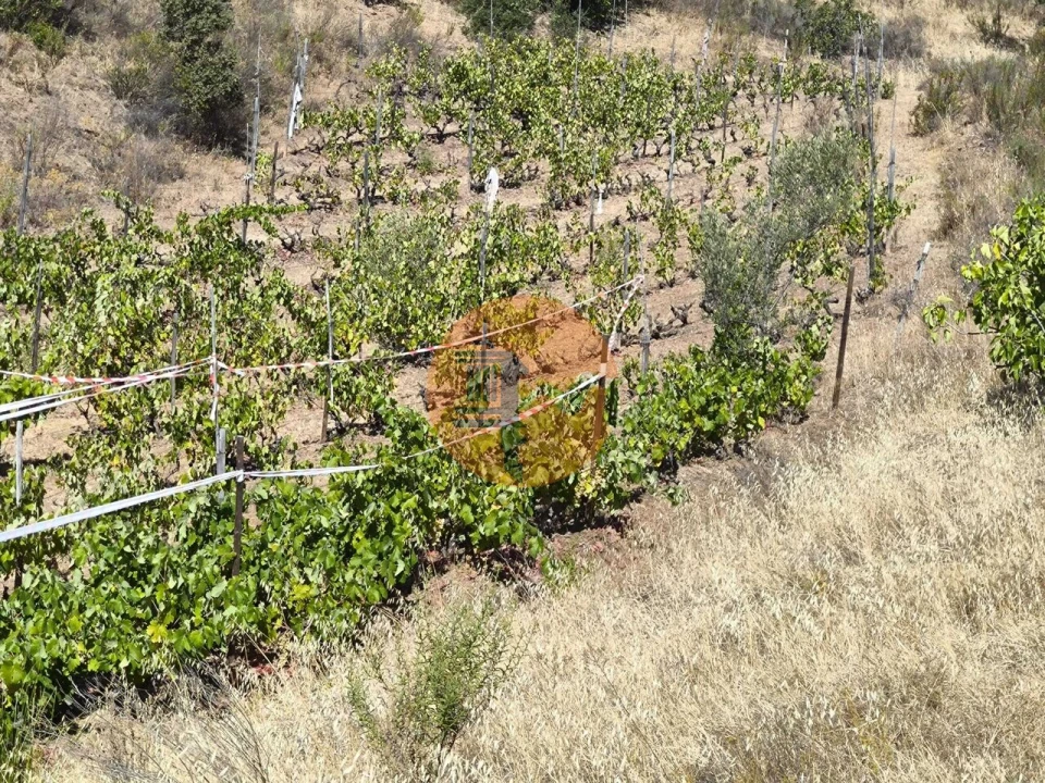 Terreno para Venda em Azinhal Foto 18