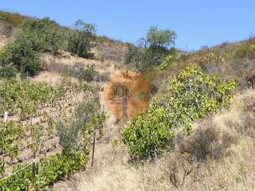 Terreno para Venda em Azinhal