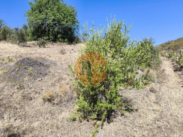Terreno para Venda em Azinhal