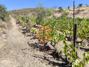 Terreno para Venda em Azinhal