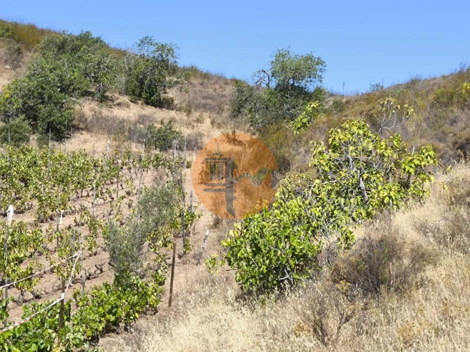 Terreno para Venda em Azinhal Foto 16