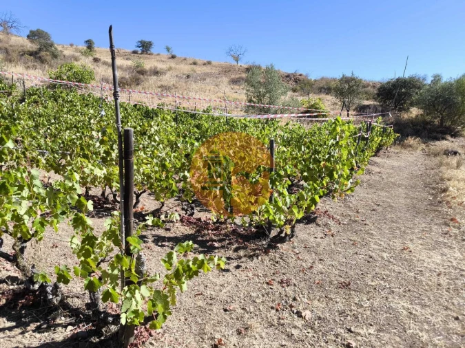 Terreno para Venda em Azinhal Foto 23