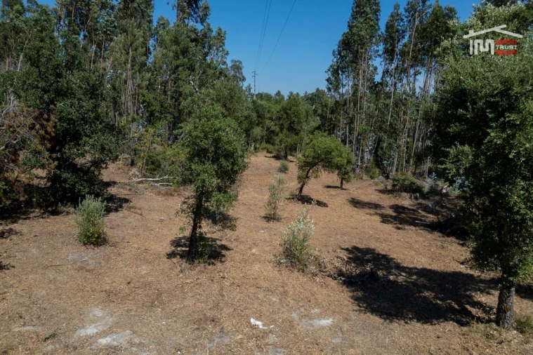 Terreno para Venda em Nossa Senhora da Piedade Foto 9