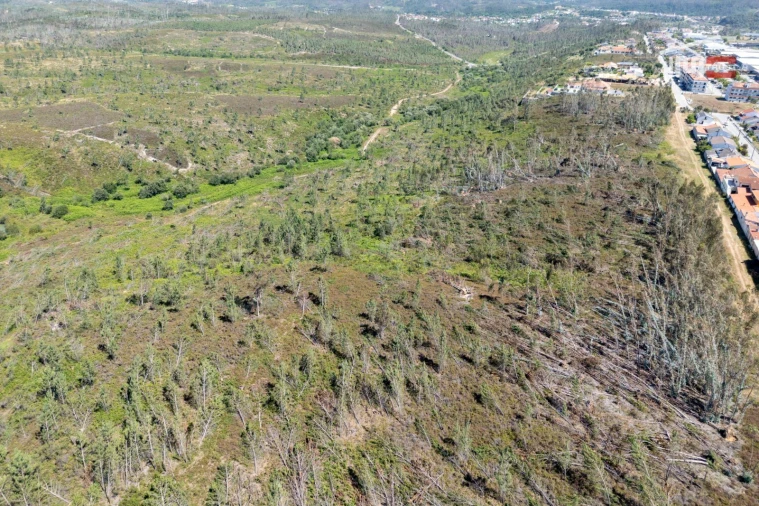 Terreno P/ Prédio para Venda em Caxarias Foto 5