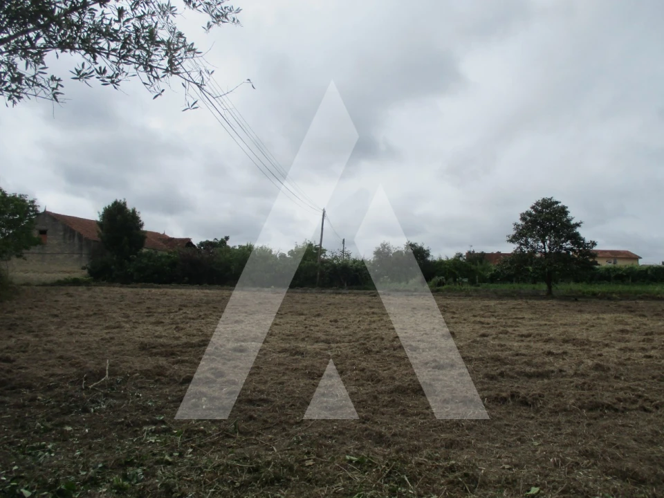 Terreno para Venda em Bustos, Troviscal e Mamarrosa Foto 3