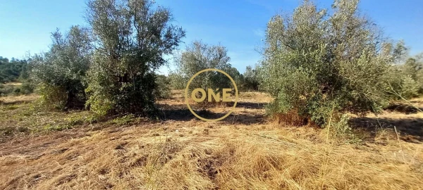 Terreno para Venda em Vila Nova da Barquinha