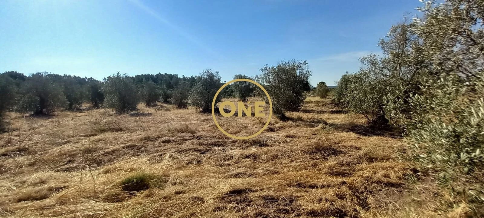 Terreno para Venda em Vila Nova da Barquinha Foto 13