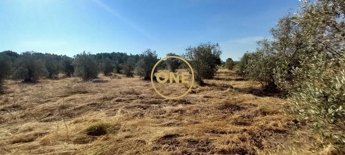 Terreno para Venda em Vila Nova da Barquinha Foto 13