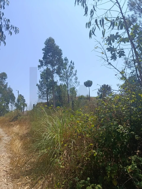 Terreno para Venda em Campo e Sobrado