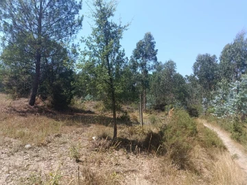 Terreno para Venda em Campo e Sobrado