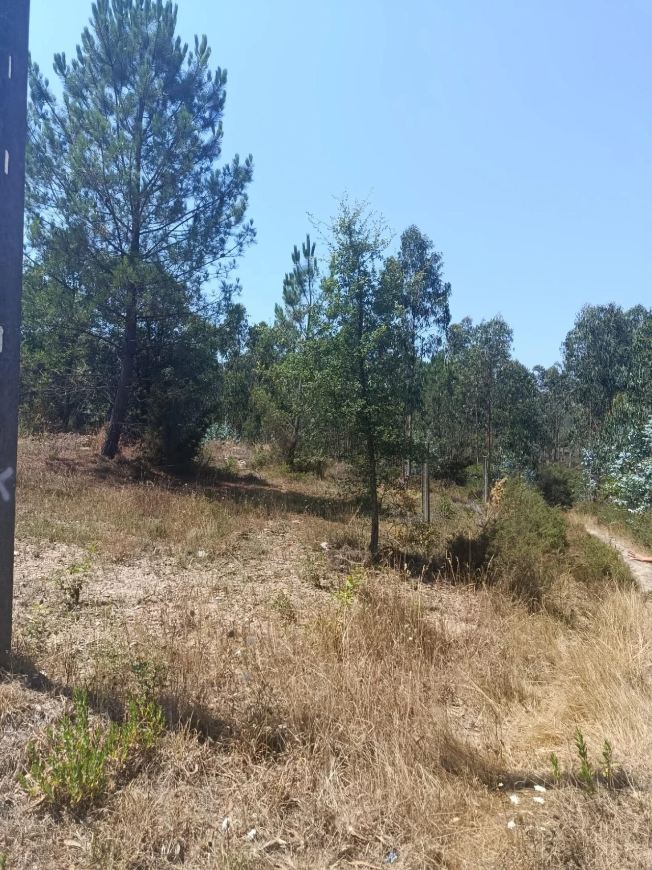 Terreno para Venda em Campo e Sobrado Foto 10