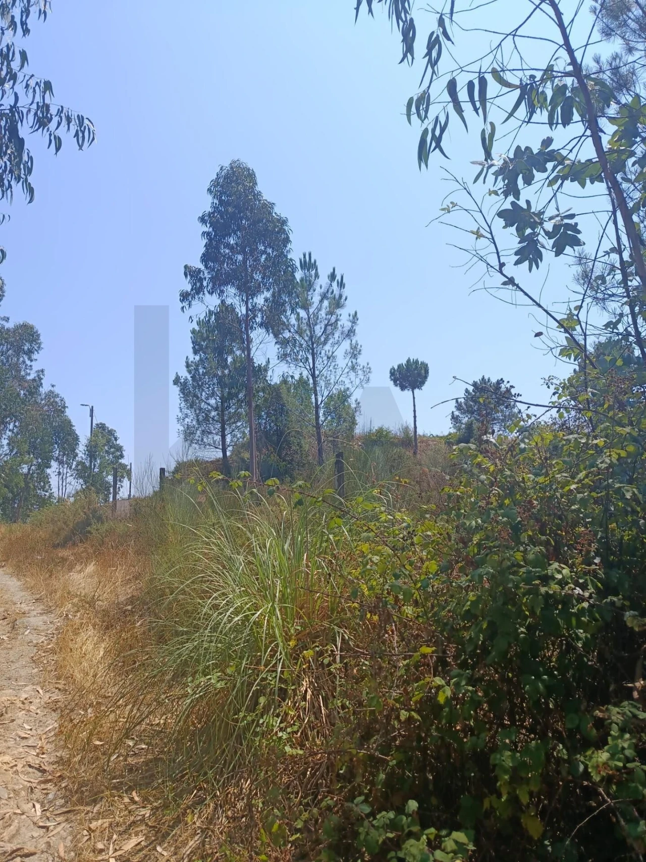 Terreno para Venda em Campo e Sobrado Foto 8