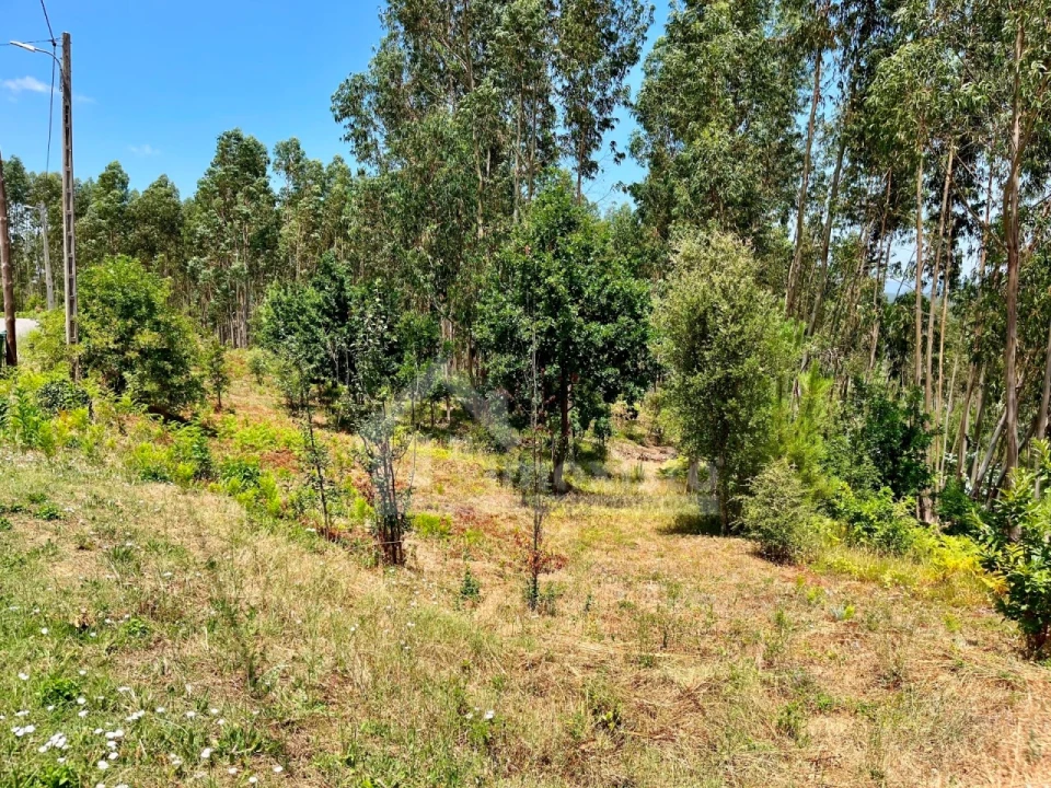 Terreno Agricola ou Rústico para Venda em Graça Foto 1