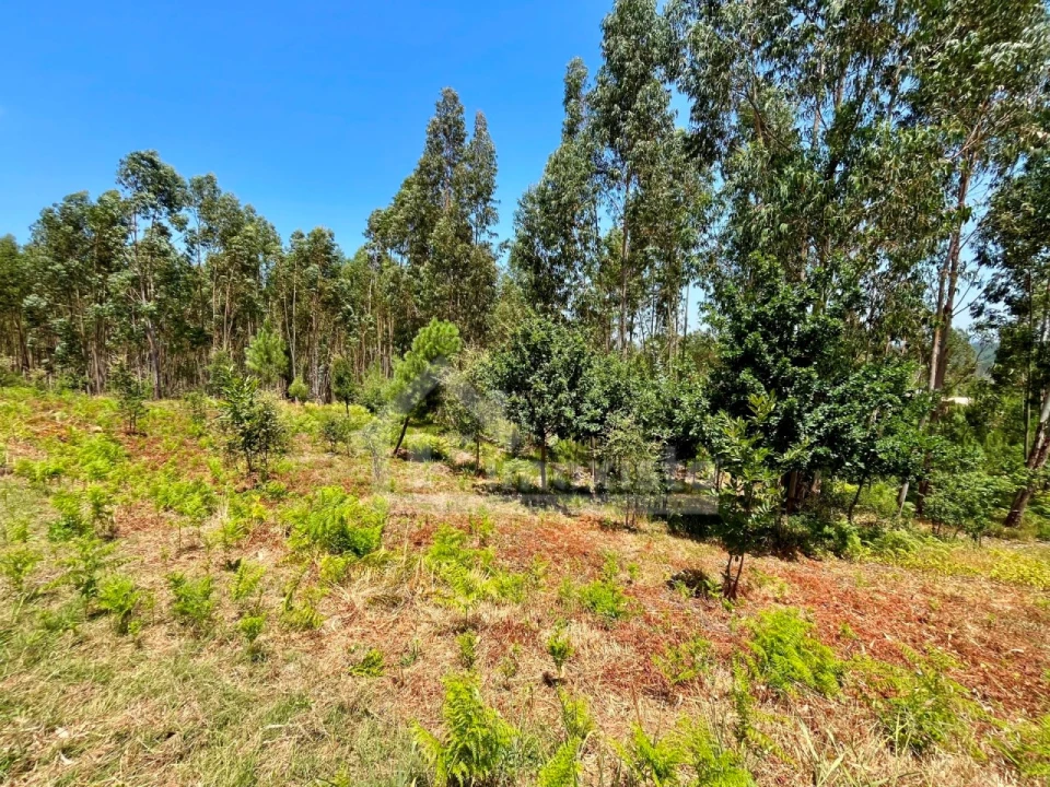 Terreno Agricola ou Rústico para Venda em Graça Foto 6