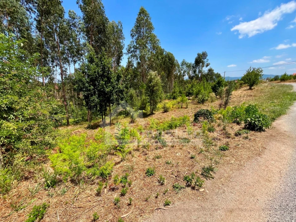 Terreno Agricola ou Rústico para Venda em Graça Foto 7