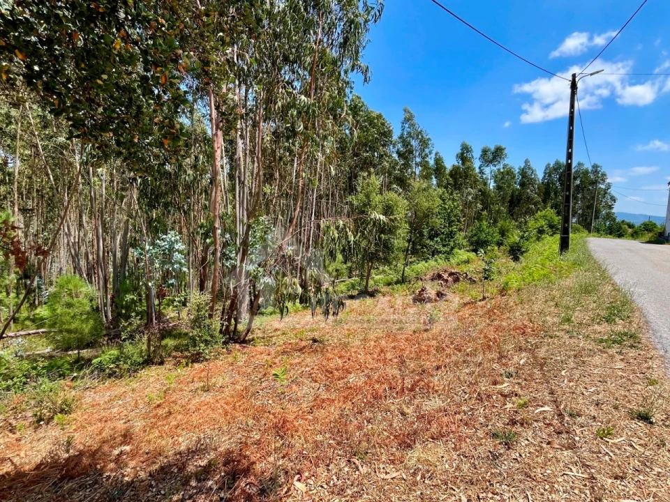 Terreno Agricola ou Rústico para Venda em Graça Foto 10