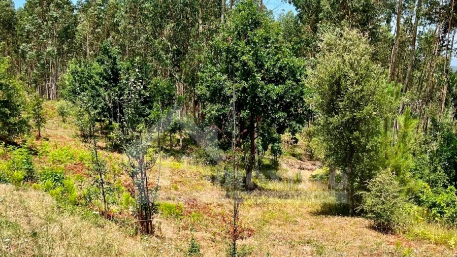Terreno Agricola ou Rústico para Venda em Graça