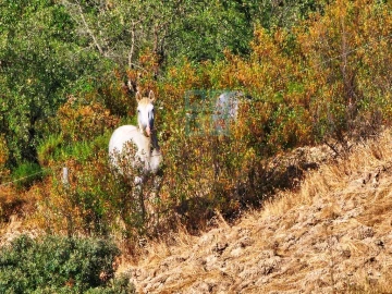Quinta T5 para Venda em Garvão e Santa Luzia