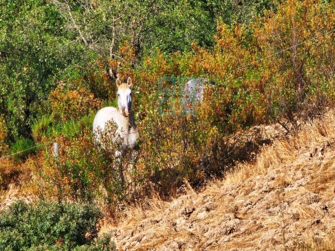 Quinta T5 para Venda em Garvão e Santa Luzia Foto 18