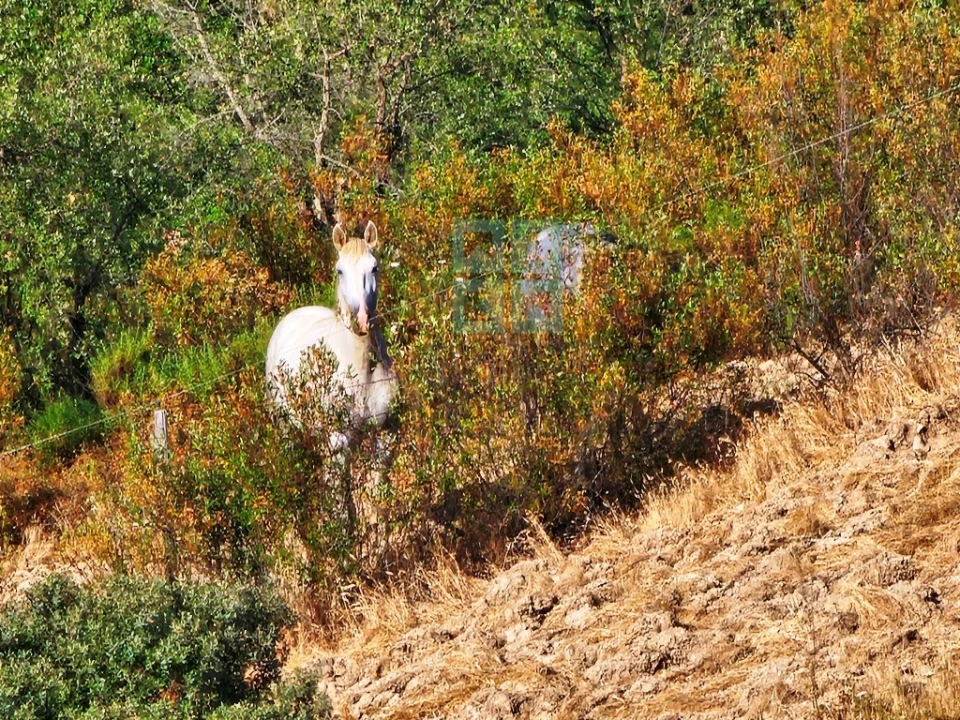 Moradia T5 para Venda em Garvão e Santa Luzia Foto 20