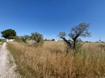 Terreno Agricola ou Rústico para Venda em Palmela