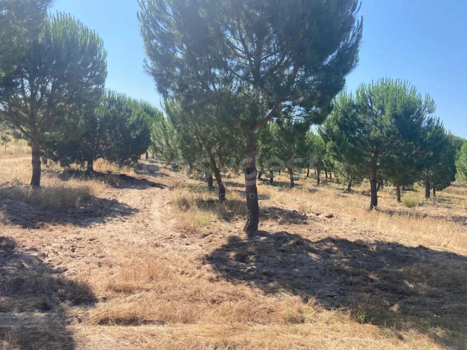 Terreno Agricola ou Rústico para Venda em Vendas Novas Foto 2