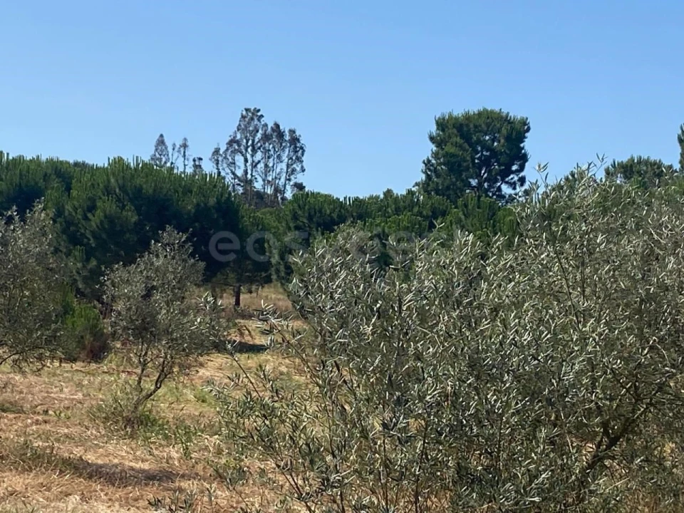 Terreno Agricola ou Rústico para Venda em Vendas Novas Foto 4