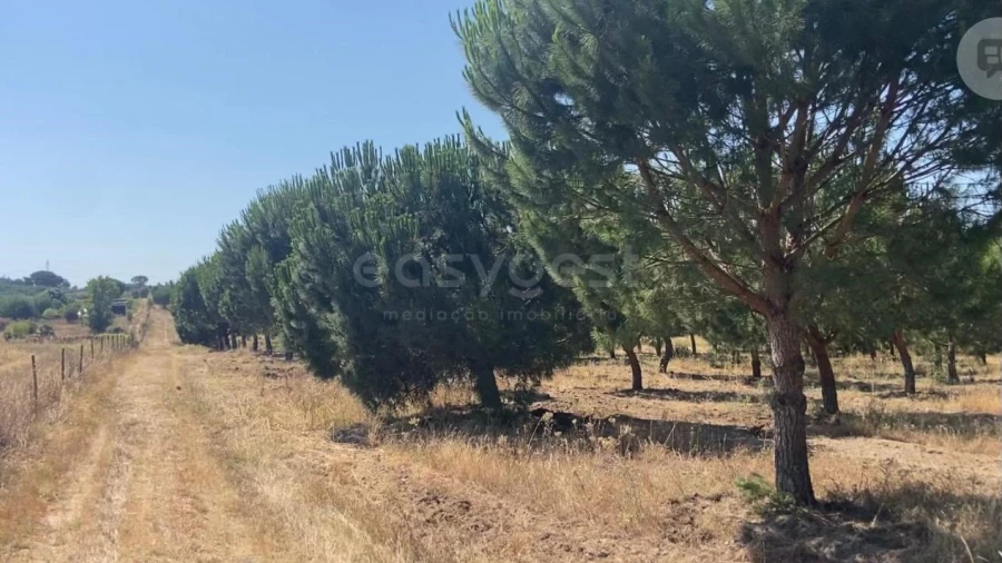 Terreno Agricola ou Rústico para Venda em Vendas Novas