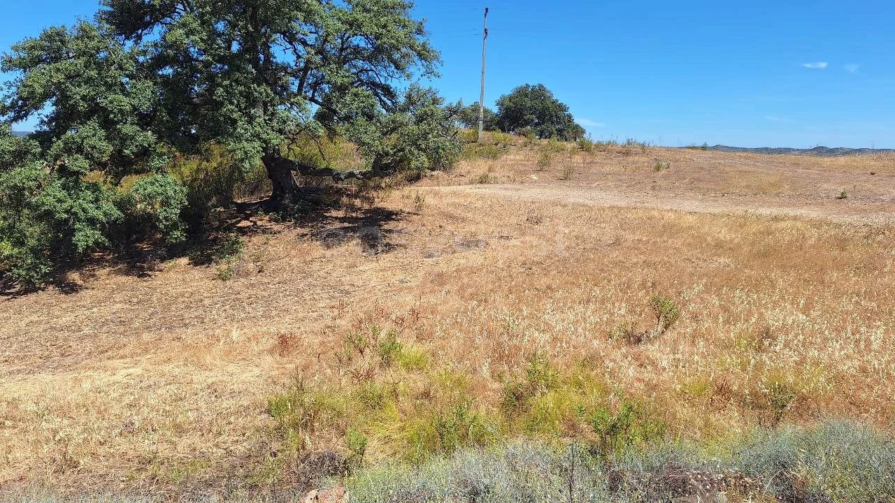 Terreno Agricola ou Rústico para Venda em Azinhal Foto 8