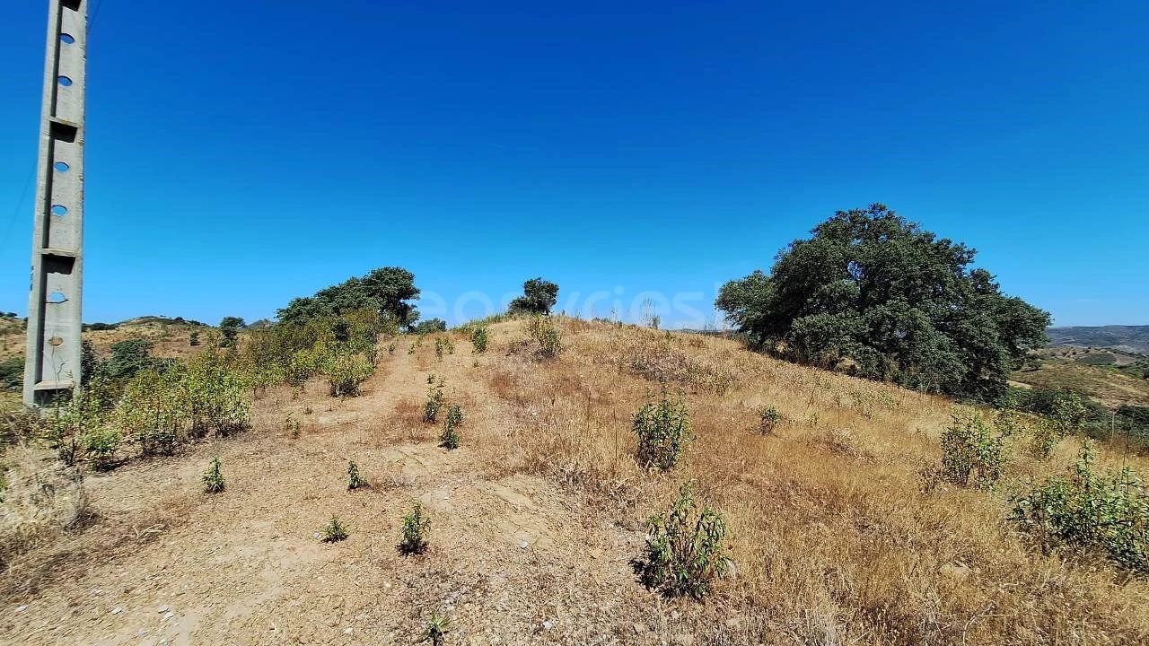Terreno Agricola ou Rústico para Venda em Azinhal Foto 13