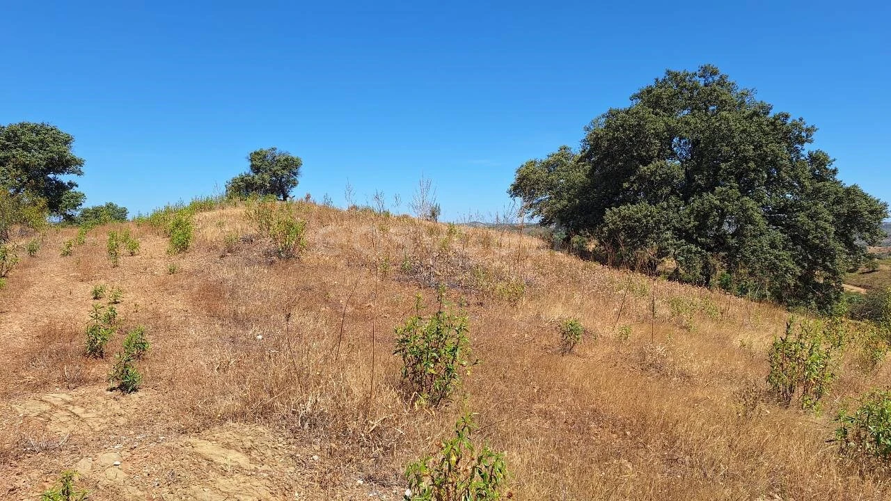 Terreno Agricola ou Rústico para Venda em Azinhal Foto 14