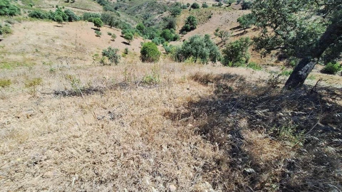 Terreno Agricola ou Rústico para Venda em Azinhal