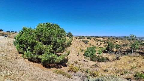 Terreno Agricola ou Rústico para Venda em Azinhal
