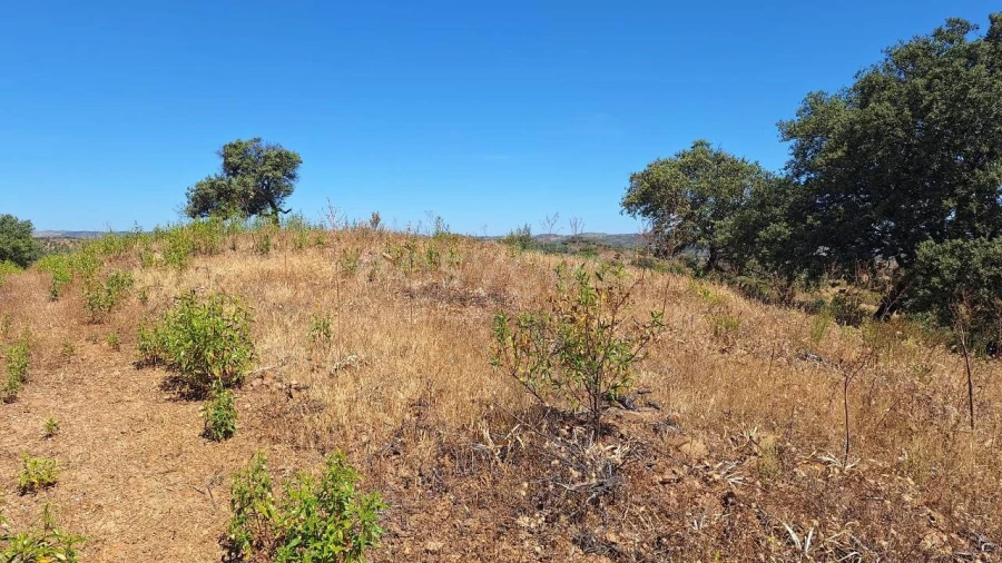Terreno Agricola ou Rústico para Venda em Azinhal Foto 2