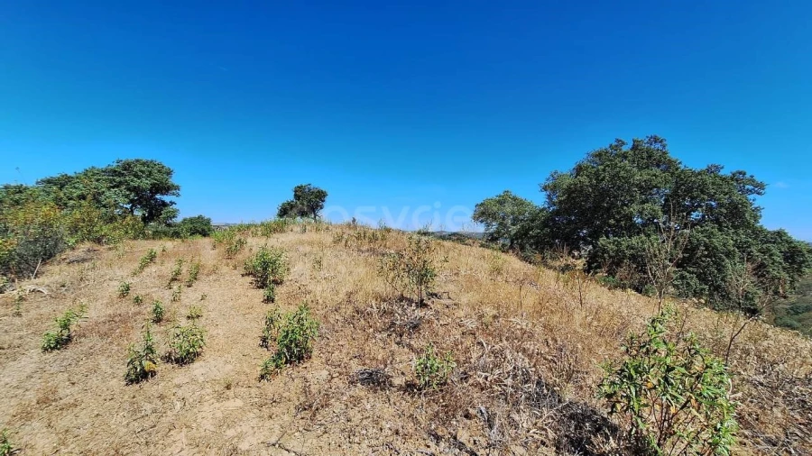 Terreno Agricola ou Rústico para Venda em Azinhal Foto 16