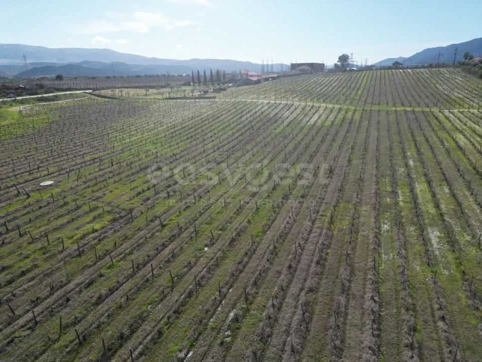 Terreno para Venda em Horta da Vilariça Foto 9