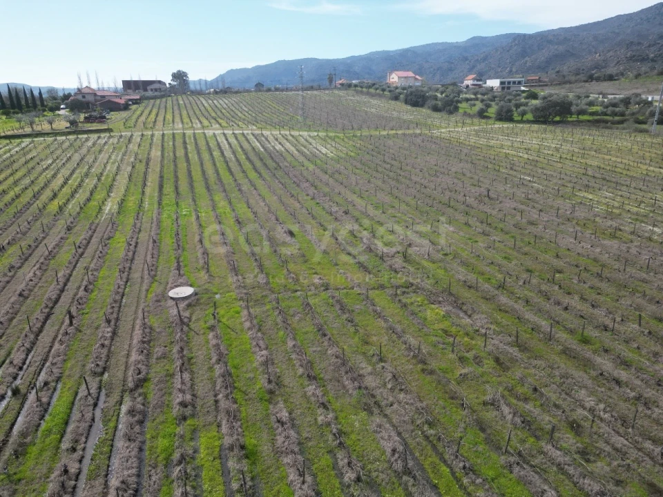 Terreno para Venda em Horta da Vilariça Foto 10
