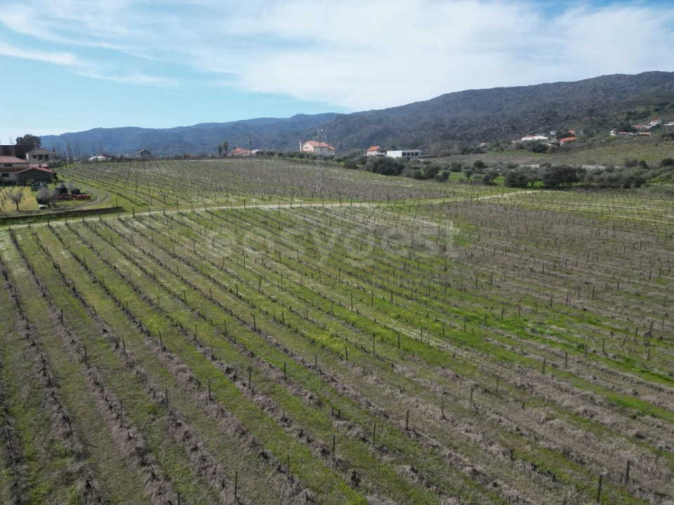 Terreno para Venda em Horta da Vilariça Foto 13