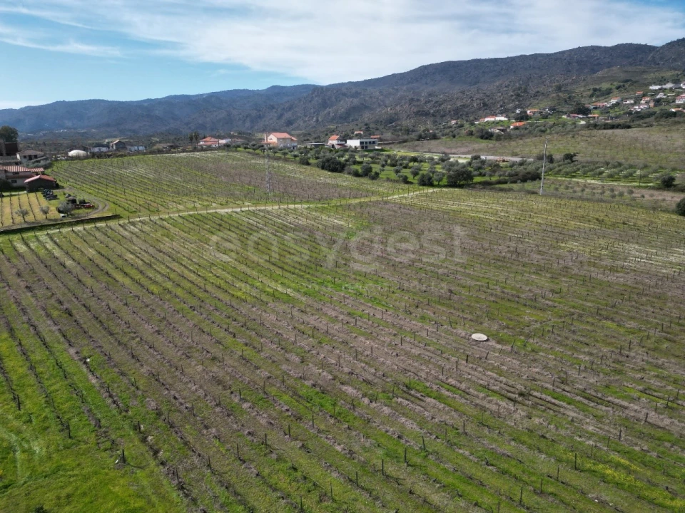 Terreno para Venda em Horta da Vilariça Foto 14