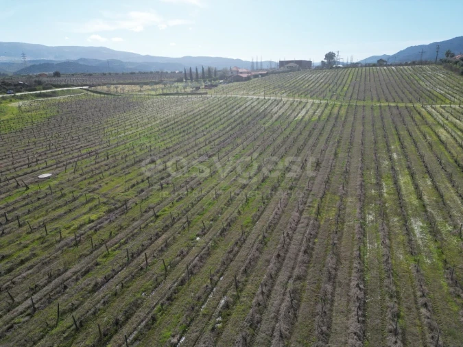 Terreno para Venda em Horta da Vilariça Foto 9